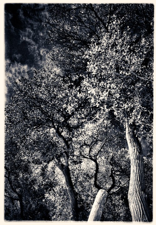 mahoney_20111017_7753