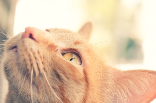 mahoney_20120423_49674