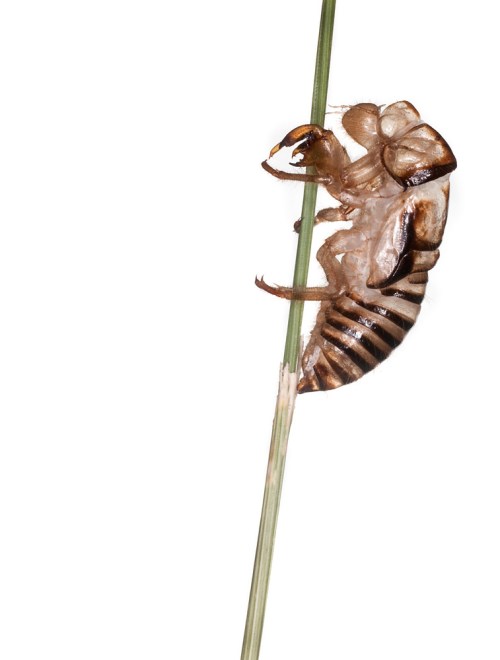 mahoney_20120608_53604