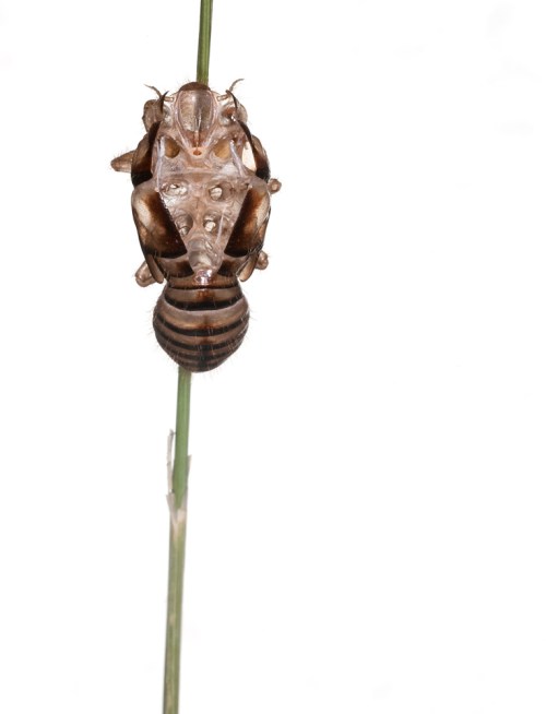 mahoney_20120608_53613